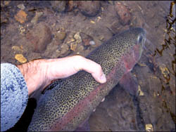 Miners Creek Ranch Fly Fishing